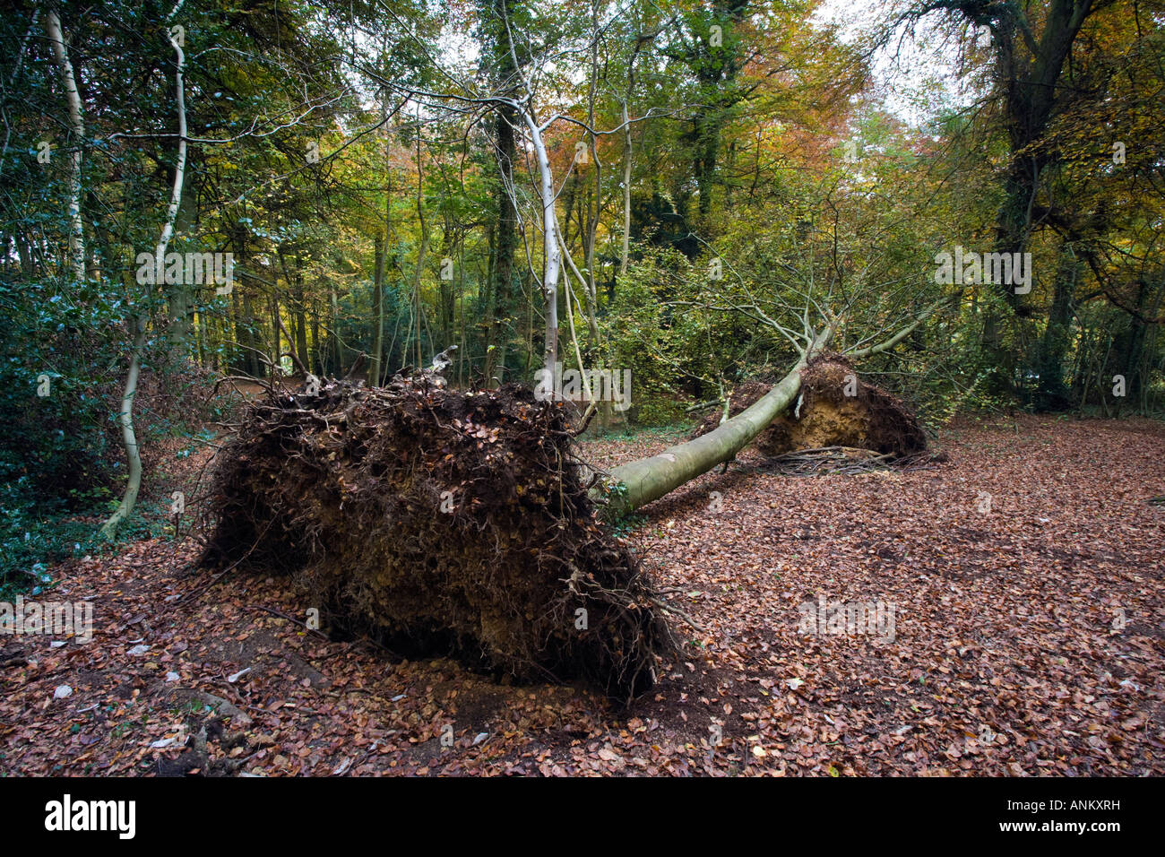 Beech trees uprooted during severe weather, Cotswold Commons and Beech Woods, Cranham, Gloucestershire, UK Stock Photo