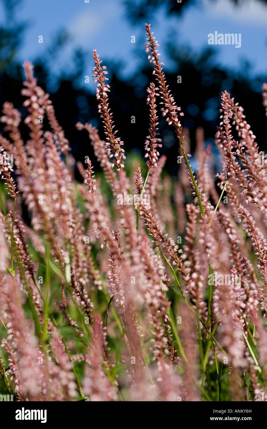 PInk long stemmed flowering plant Stock Photo