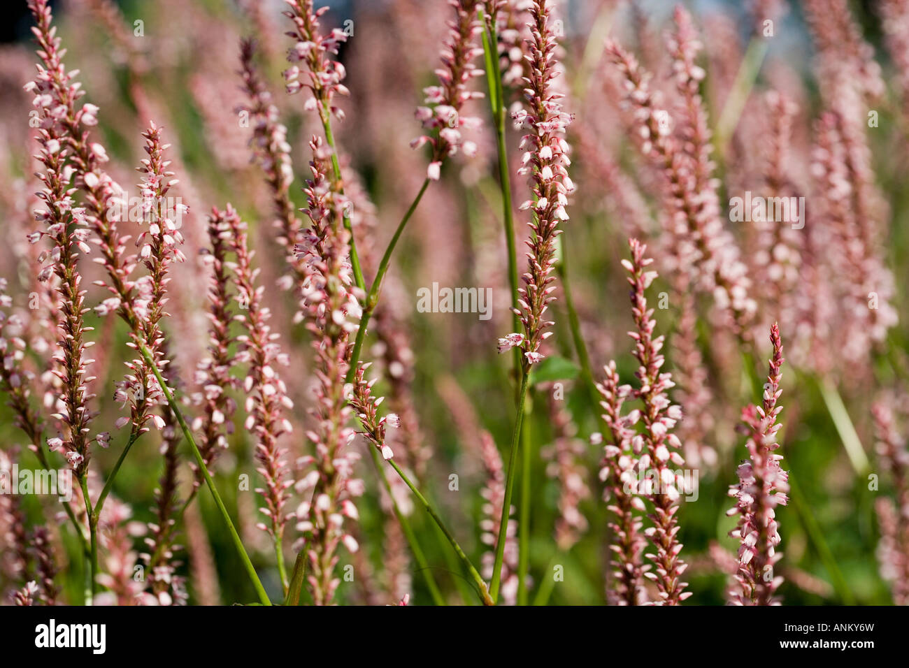 PInk flowers [long stemmed] flowering plant Stock Photo