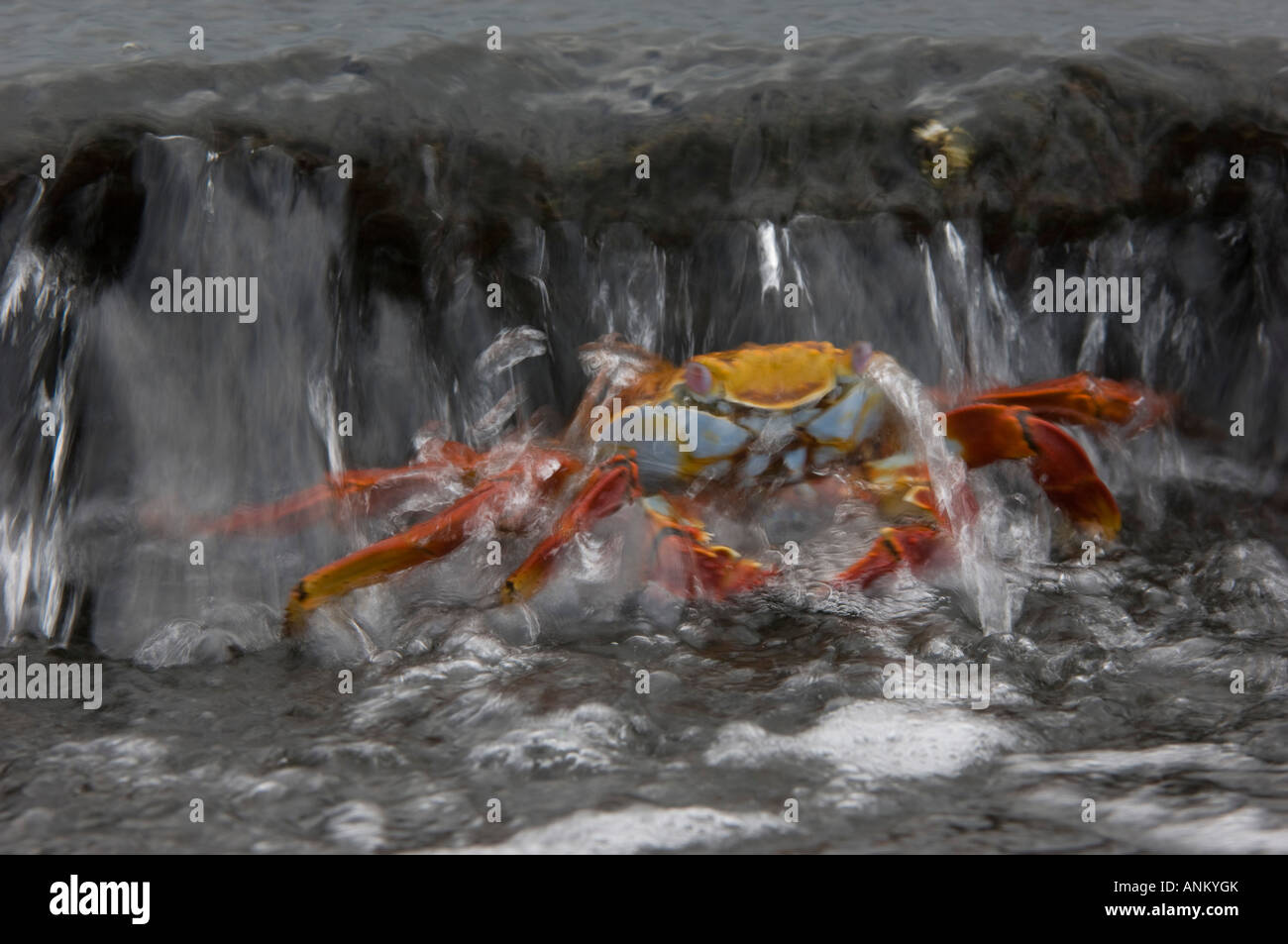 Sally Lightfoot Crab (Grapsus grapsus) hit by a wave and covered in water. Galapagos Islands, Ecuador Stock Photo