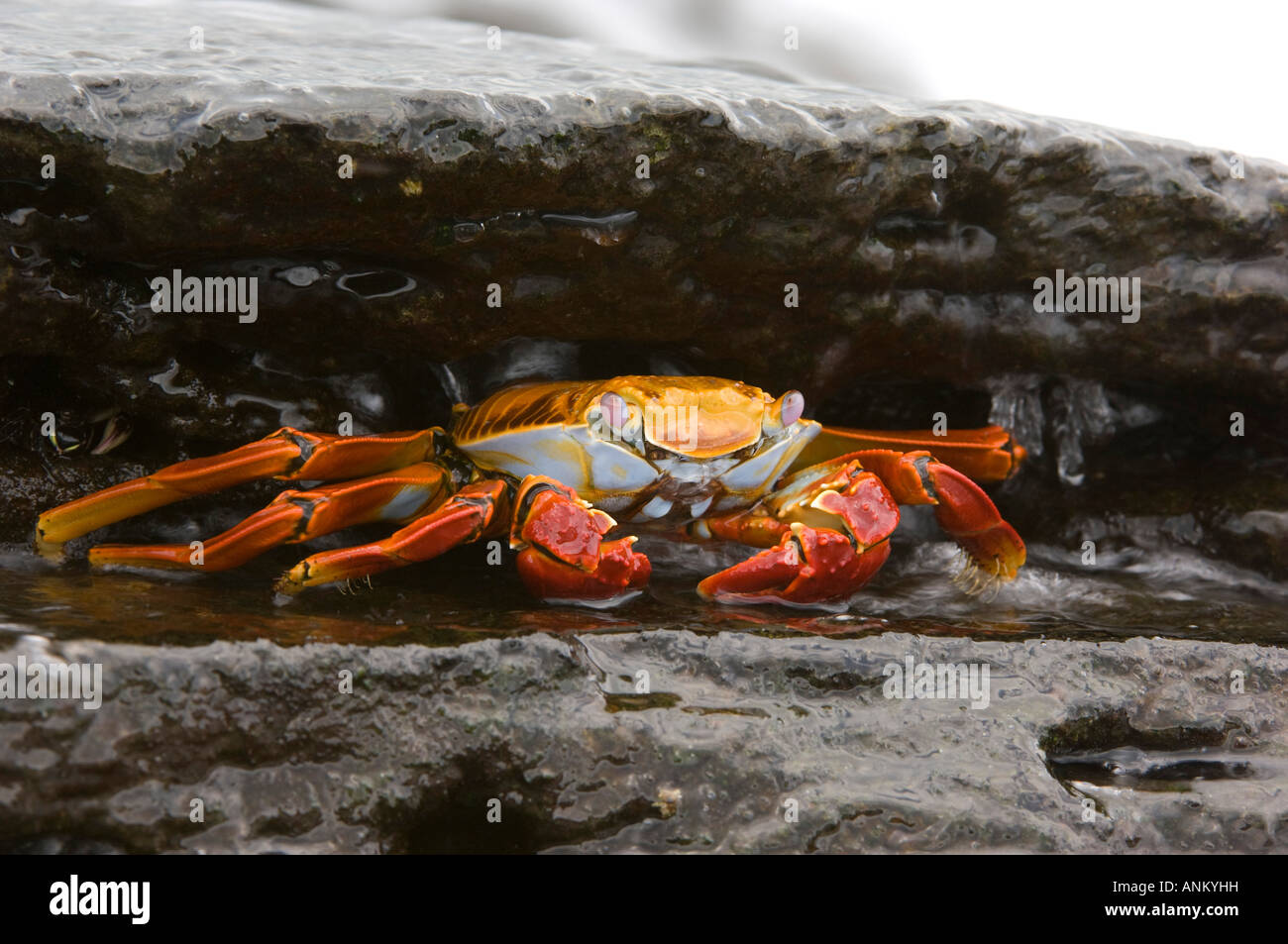 Sally lightfoot crab hi-res stock photography and images - Alamy