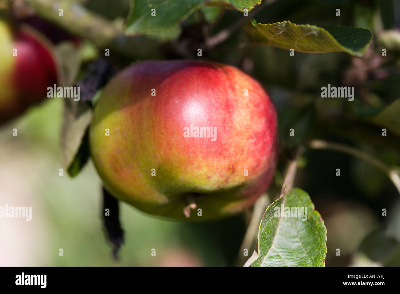 Healthy organic apple growing on a tree Stock Photo