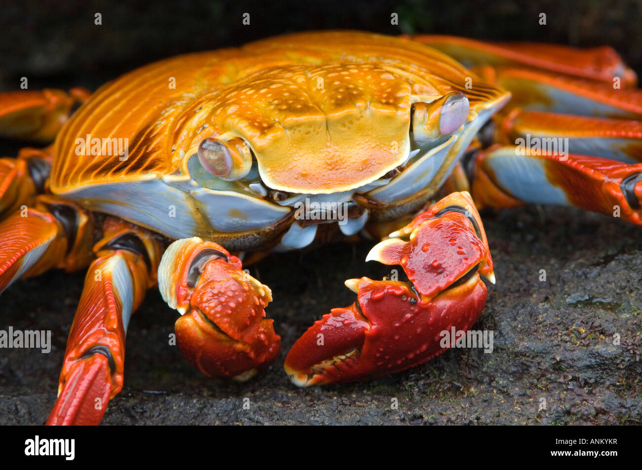 Sally Lightfoot Crab (Grapsus grapsus) clinging to black basalt. Galapagos Islands, Ecuador Stock Photo