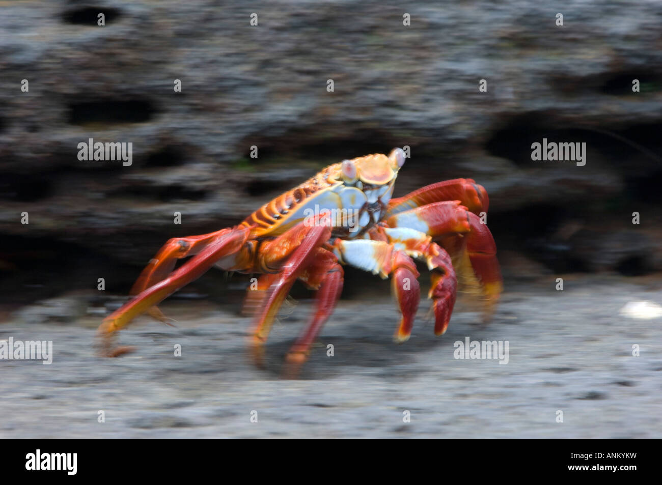 Sally Lightfoot Crab (Grapsus grapsus) scampering along black basalt. Galapagos Islands, Ecuador Stock Photo