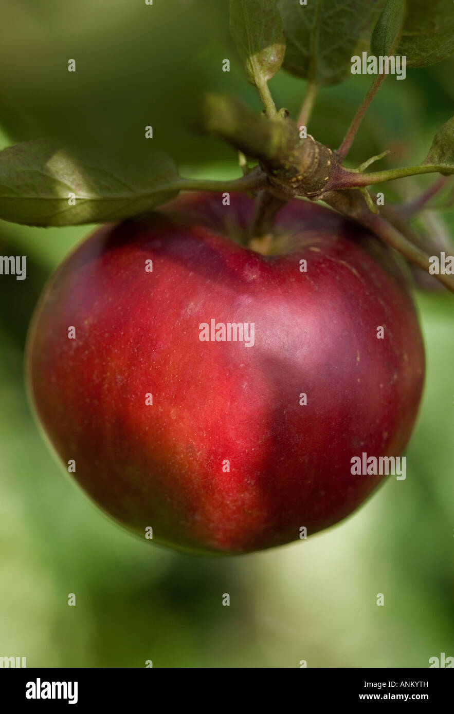 Healthy organic red apple growing on a tree Stock Photo