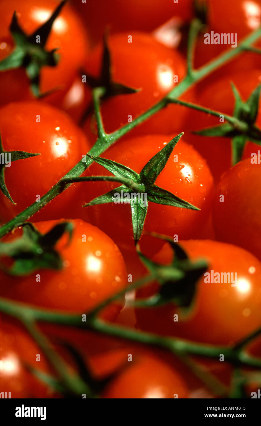 Cherry Tomatoes on the vine Stock Photo