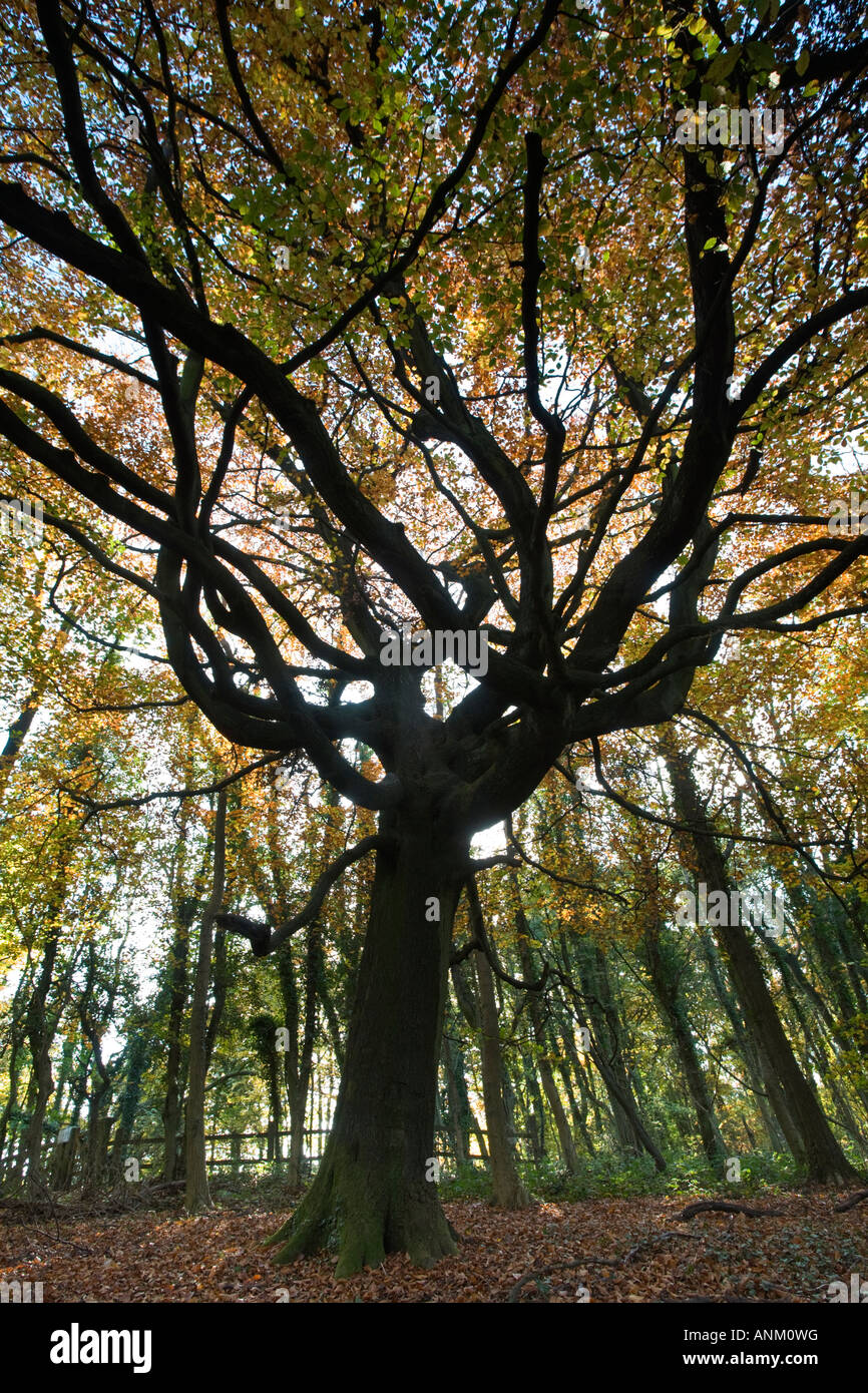 An ancient Beech tree in autumnal colours on the Cotswold Way, Standish Woods, Gloucestershire, UK Stock Photo