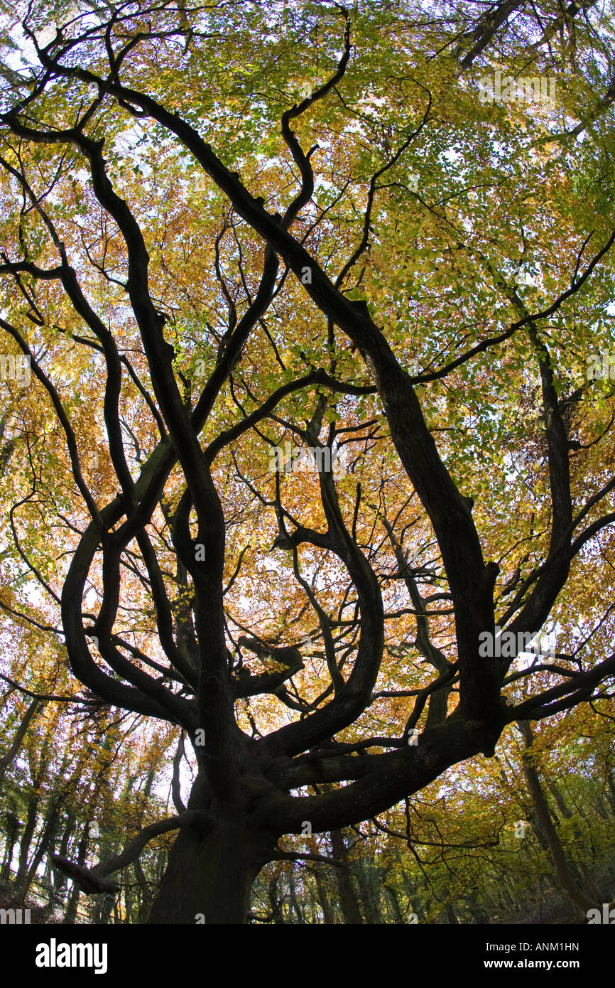 An ancient Beech tree in autumnal colours on the Cotswold Way, Standish Woods, Gloucestershire, UK Stock Photo