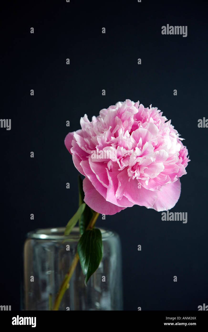 Single pink Peony in a glass vase against a dark wall/ background Stock ...