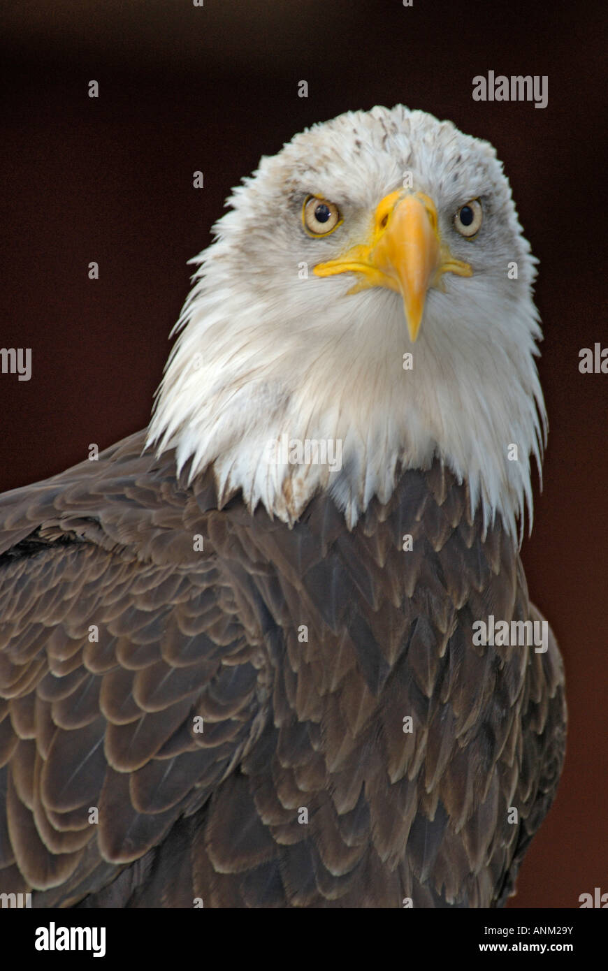Portrait of American Bald Eagle (Haliaeetus leucocephalus) Stock Photo