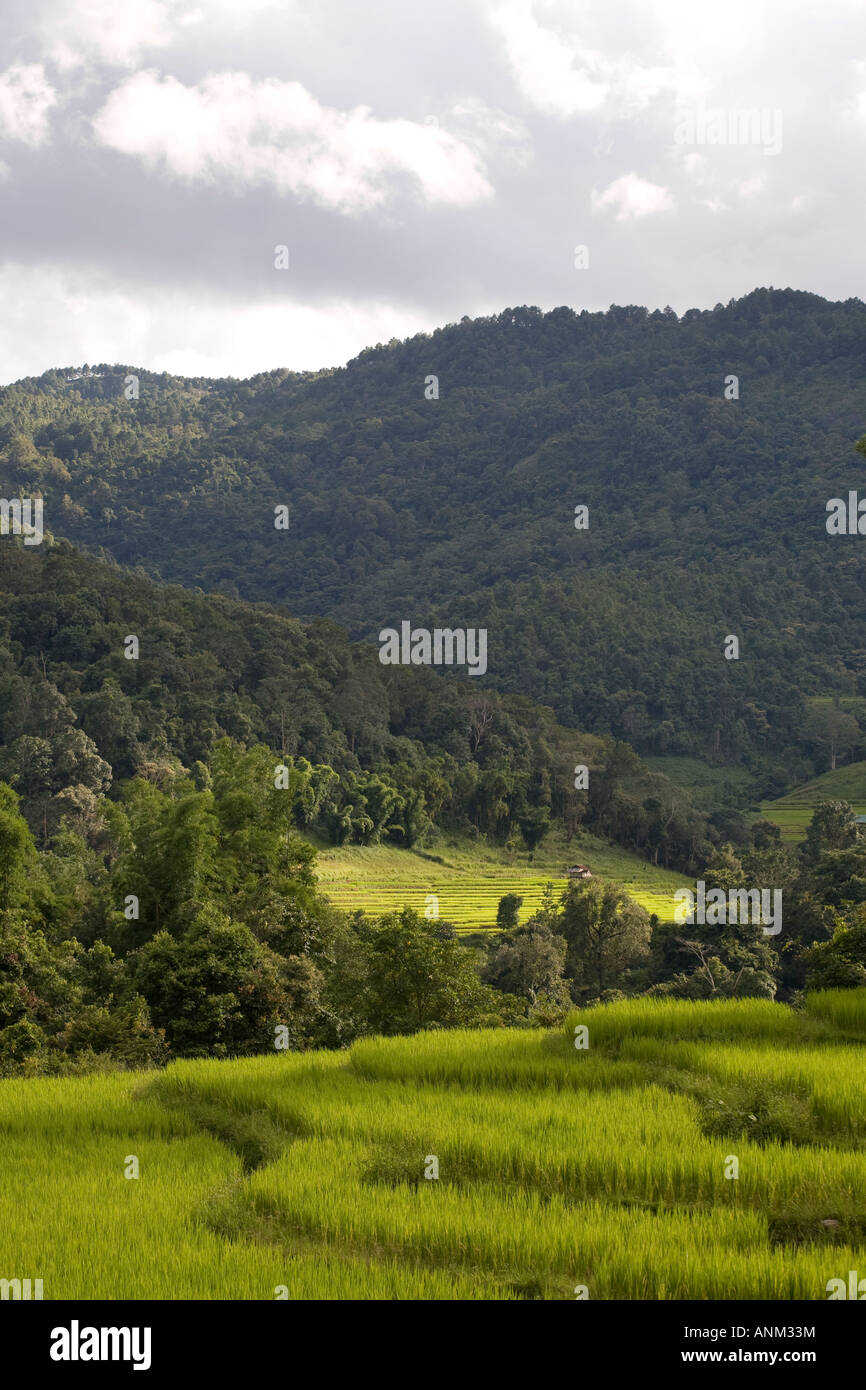 Growing Rice in Plantations,  Asia  Terraced Rice Fields Chiang Mai Thailand Stock Photo