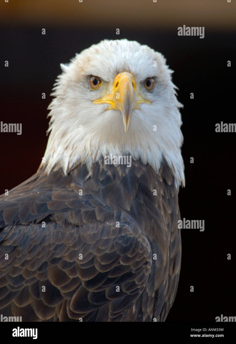 Portrait of American Bald Eagle (Haliaeetus leucocephalus Stock Photo ...