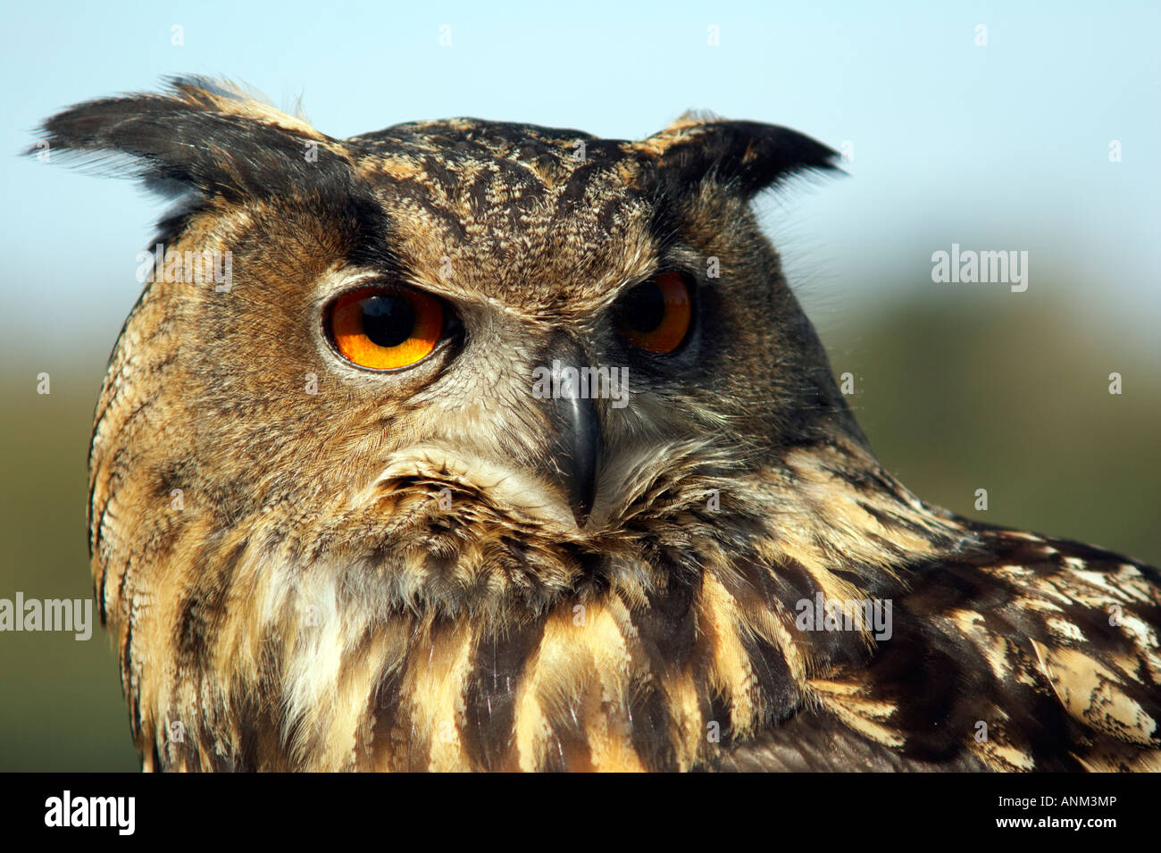 Eurasian Eagle Owl Bubo bubo Stock Photo