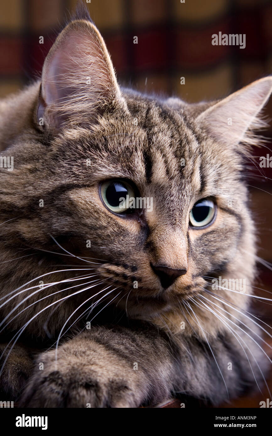 Long haired Tabby cat head shot portrait. Looking alert and fresh Stock Photo
