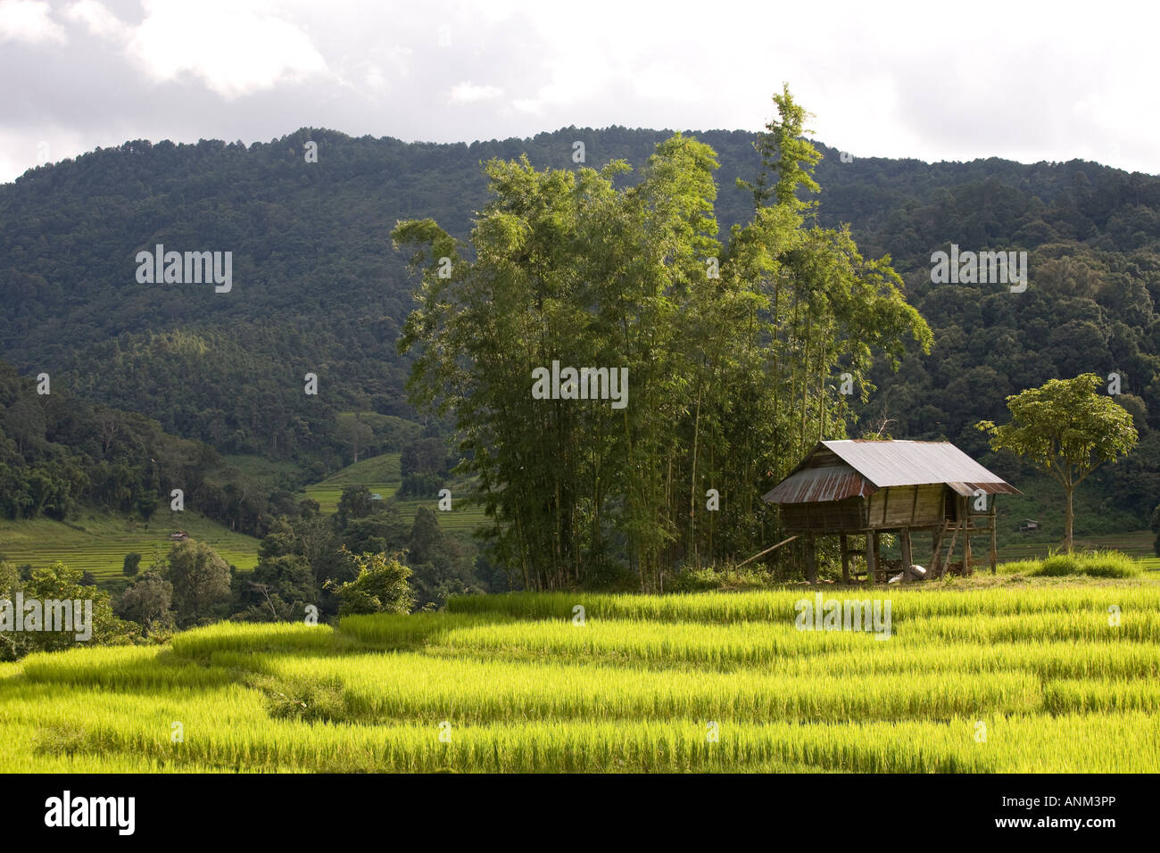 Growing Rice in Plantations,  Asia landscape of Terraced Rice Fields in  Chiang Mai, Thailand Stock Photo