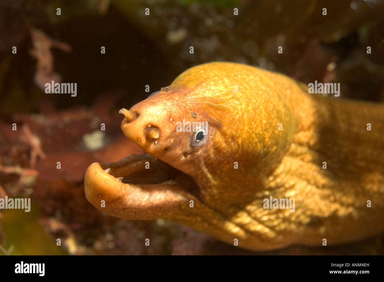Yellow Moray Eel Stock Photo Alamy