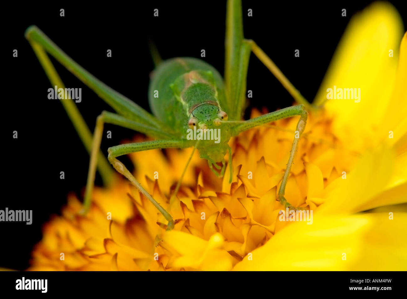 Speckled Bush Cricket (Leptophyes punctatissima) sitting of yellow flower (Calendula, Marigold,compositae) Stock Photo