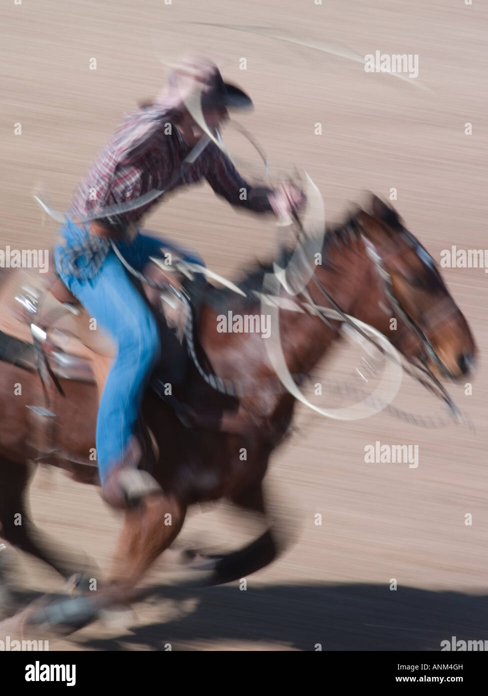 Rodeo competitors prepare for the Tucson Rodeo competition Stock Photo ...