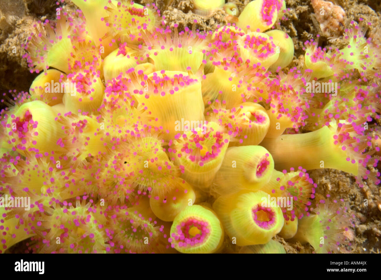 Pink Rudith Pink underwater hi-res stock photography and images - Alamy