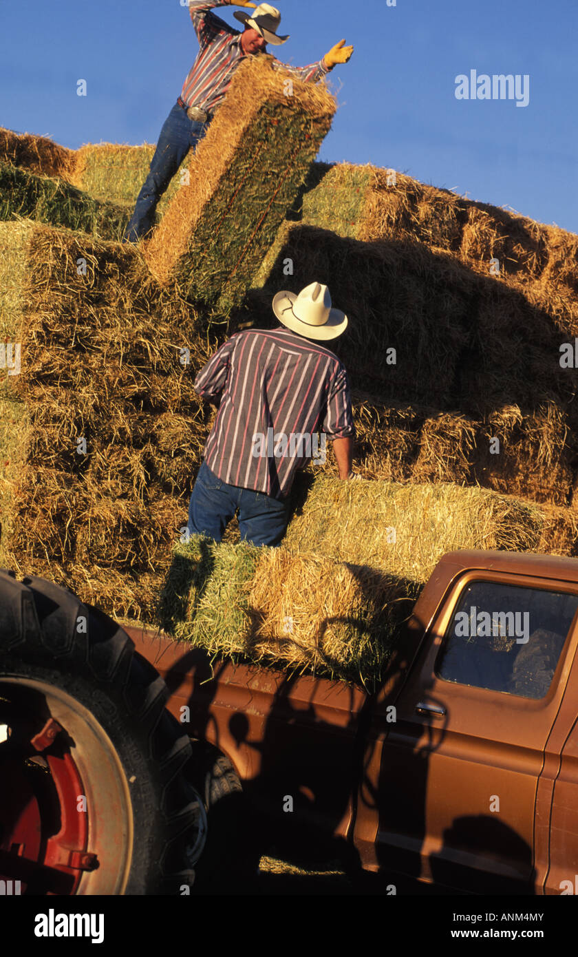 Cowboy Loading Cowboys loading hay into truck Stock Photo - Alamy