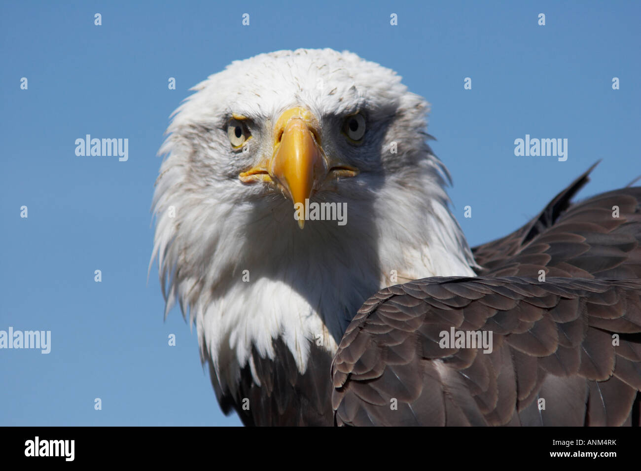 Bald eagle Haliaeetus leucocephalus Stock Photo - Alamy