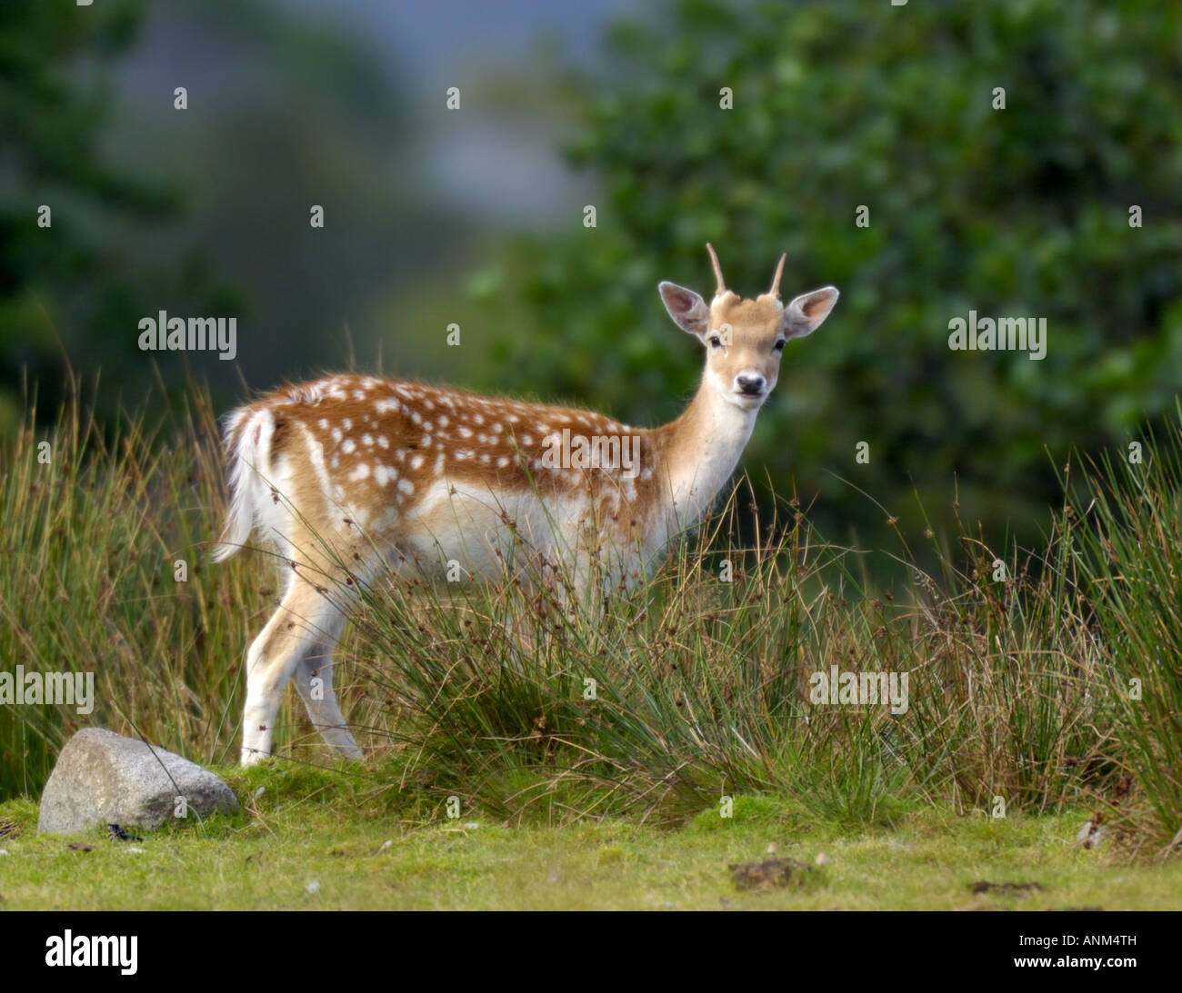 Fallow Deer (Dama dama ) Stock Photo