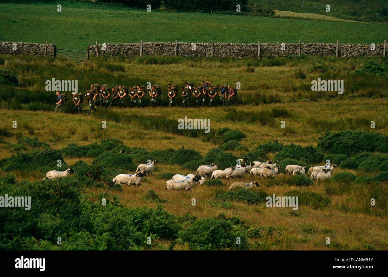 Young Paratroop Regiment squad run with 35lb loads during rigorous 10-mile march through sheep through Yorkshire countryside Stock Photo