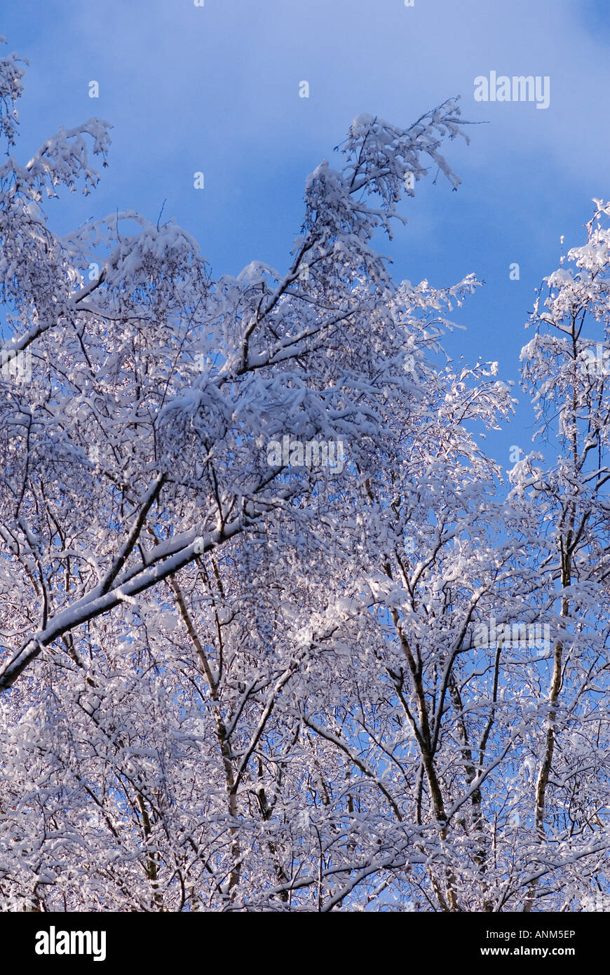 tree branches with blue sky background Stock Photo - Alamy