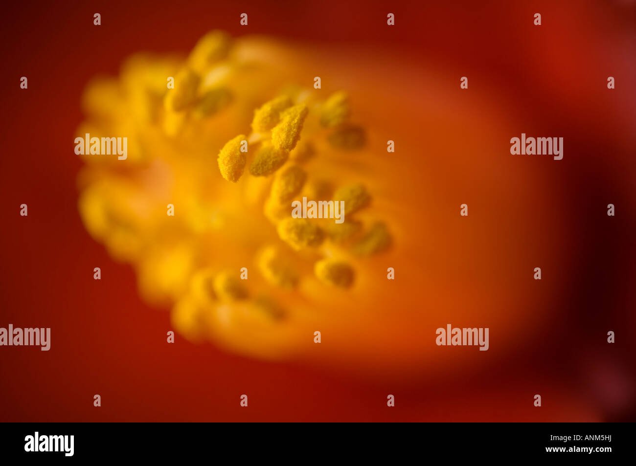 Close up of yellow stamens in red Camellia flower Stock Photo