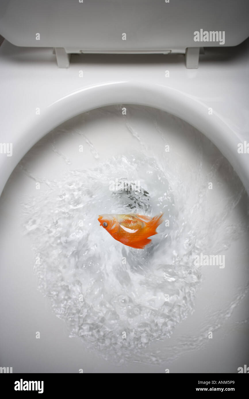 Close up of a dead goldfish being flushed in a toilet bowl Stock Photo