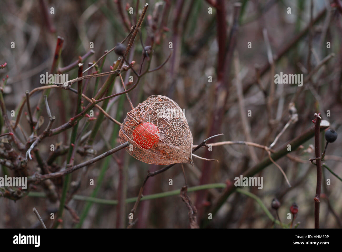 Physalis chinese lantern plant Stock Photo