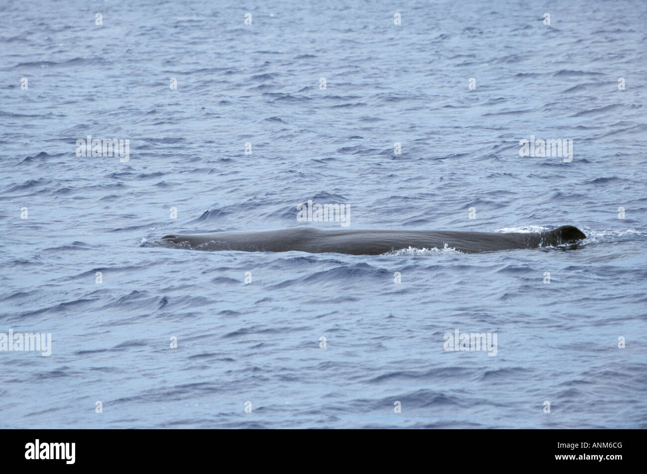 Sperm Whale Physeter macrocephalus Dominica Caribbean Sea December Adult Physeteridae Stock Photo