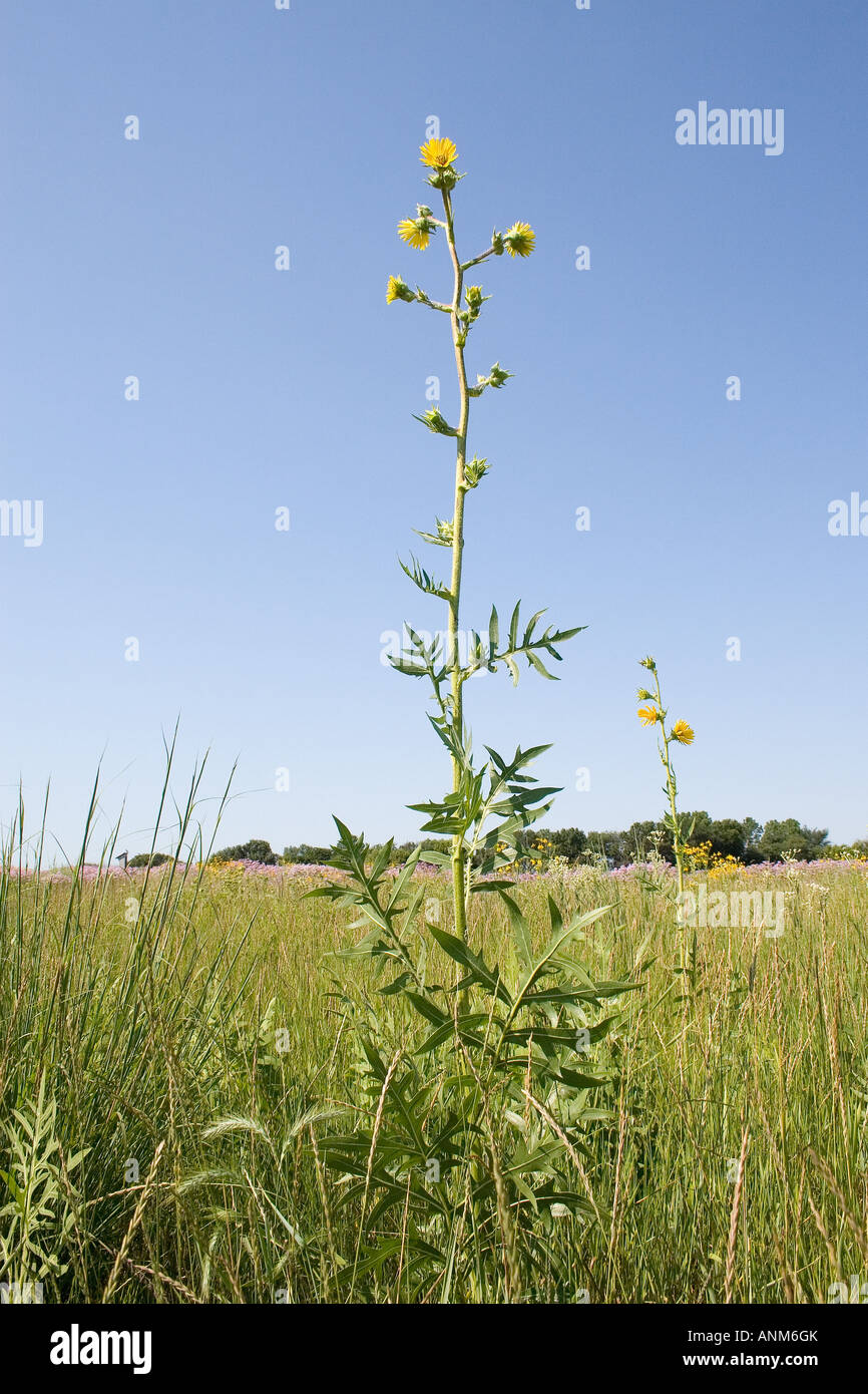 Compass Plant With Yellow Flowers In An Illinois Prairie Stock Photo Alamy