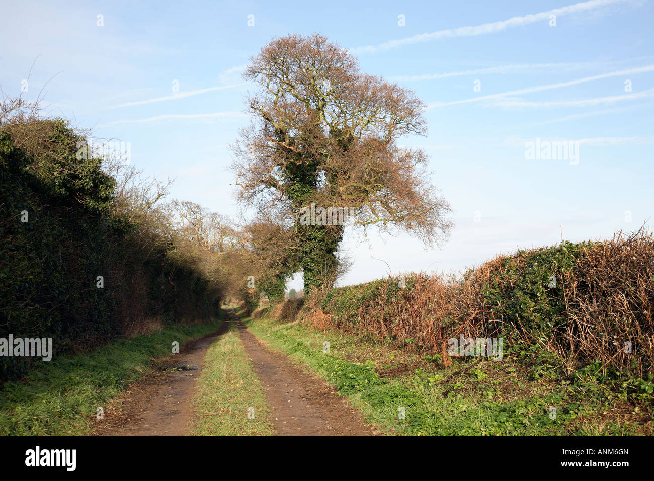 Quiet lane in the Norfolk countryside. Stock Photo
