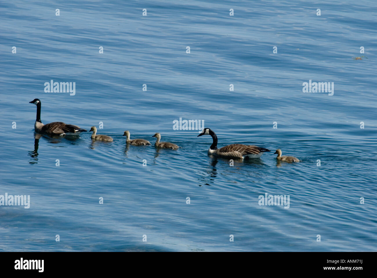 canadian ducks and baby ducks swimming in saltwater of Puget Sound