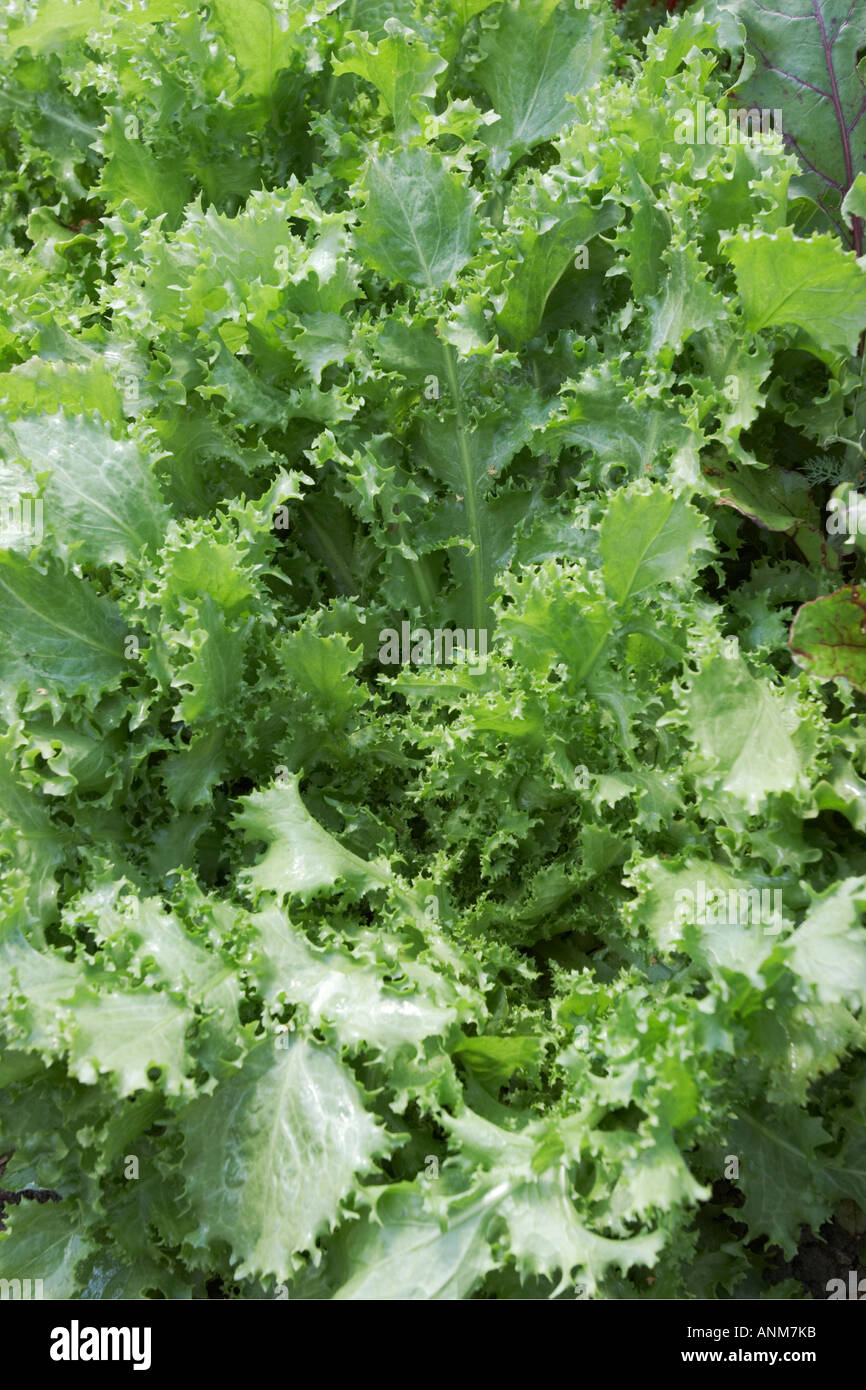 Lettuce growing on organic farm. Stock Photo