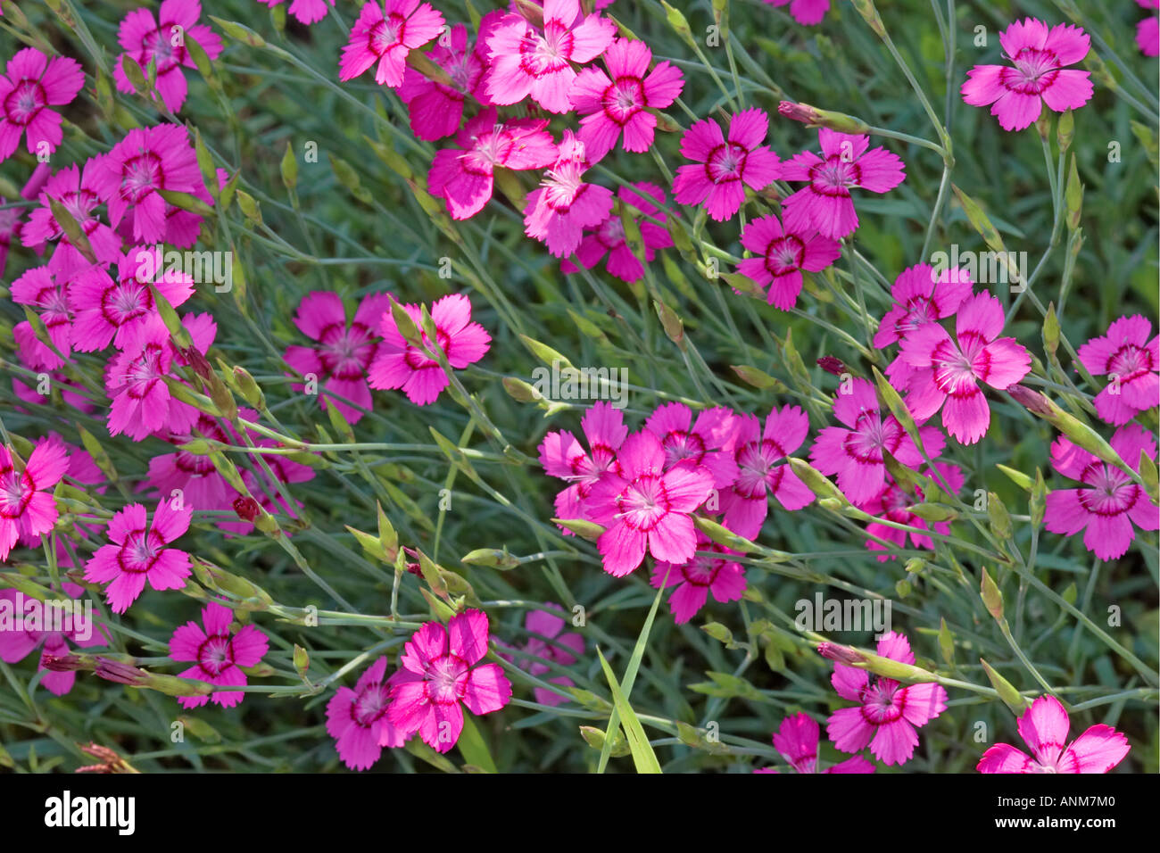 Maiden Pink flowers growing in garden. Scientific name: Dianthus deltoides Stock Photo