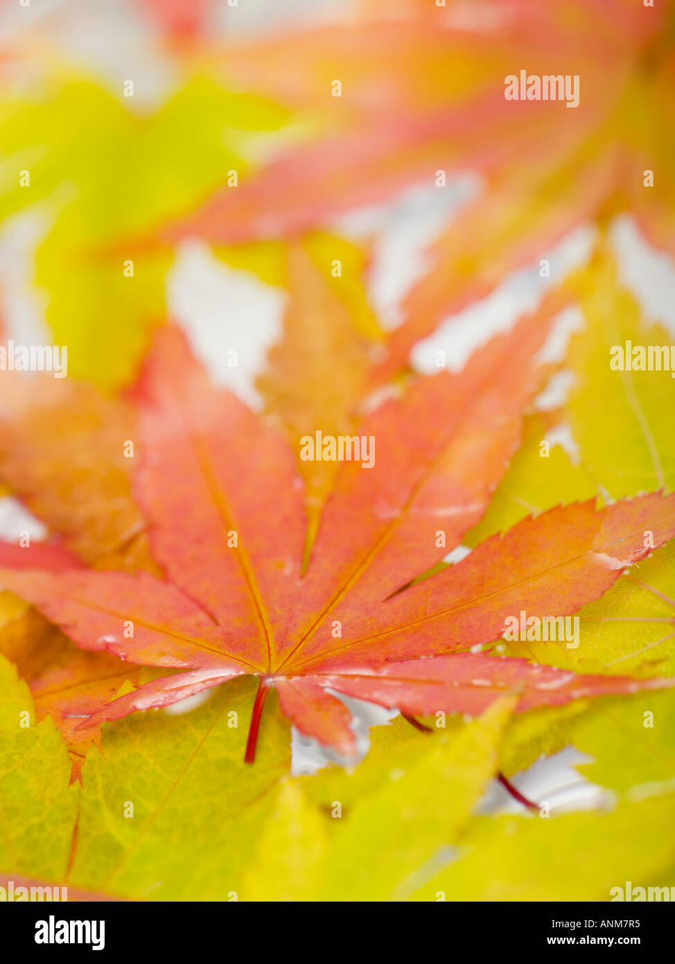 Two vertical leaves hi-res stock photography and images - Alamy