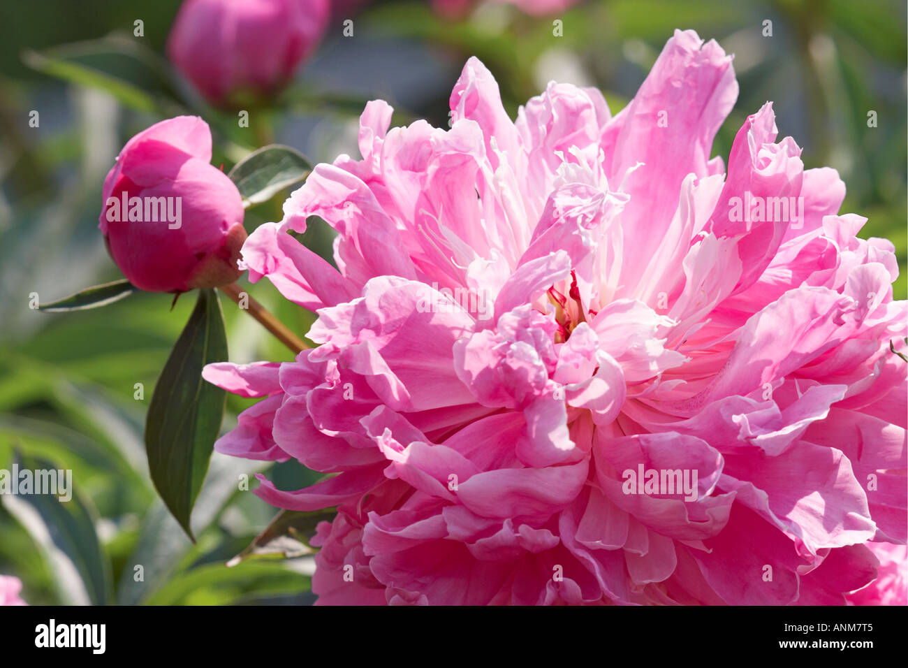 Close up of a large pink peony flower. Stock Photo