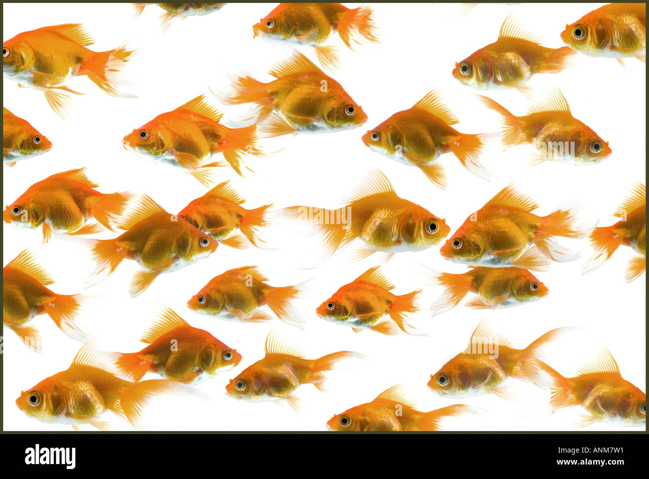 School of goldfish hires stock photography and images Alamy