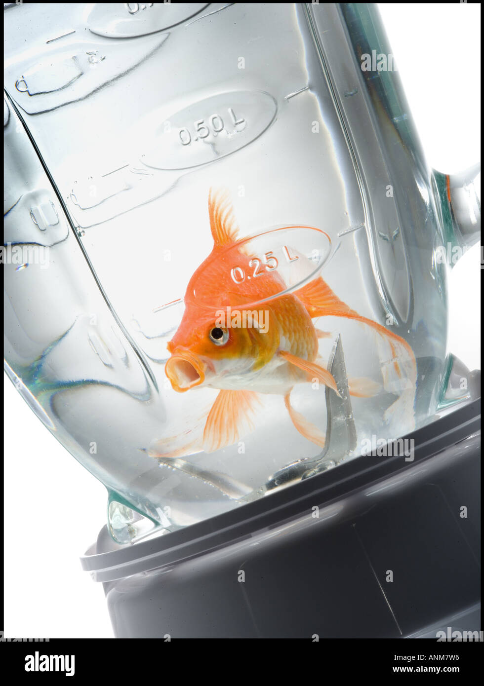 Close up of a goldfish in a blender Stock Photo Alamy