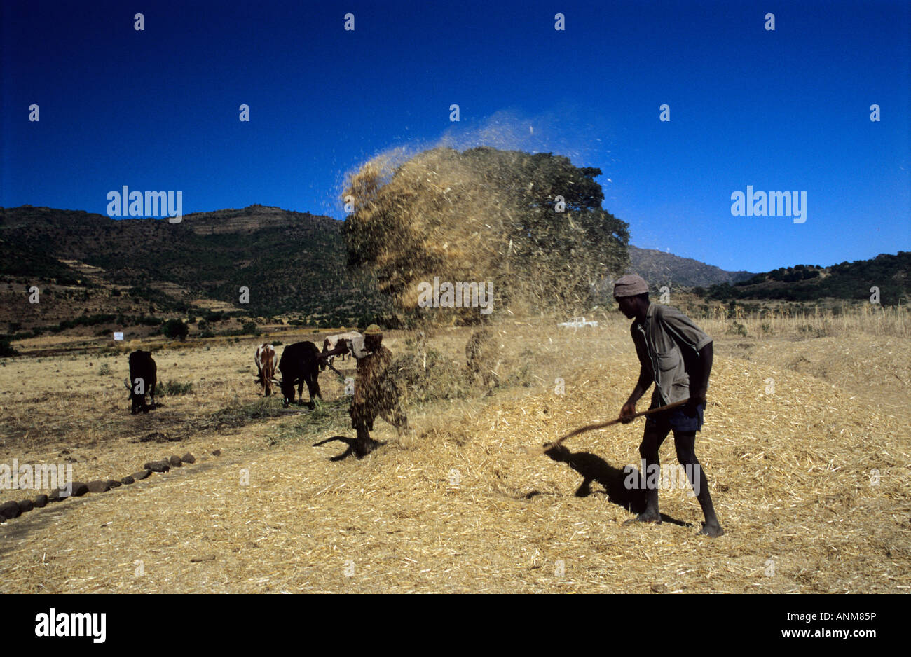 Husking the Teff crop in the Ethiopian highlands. Stock Photo
