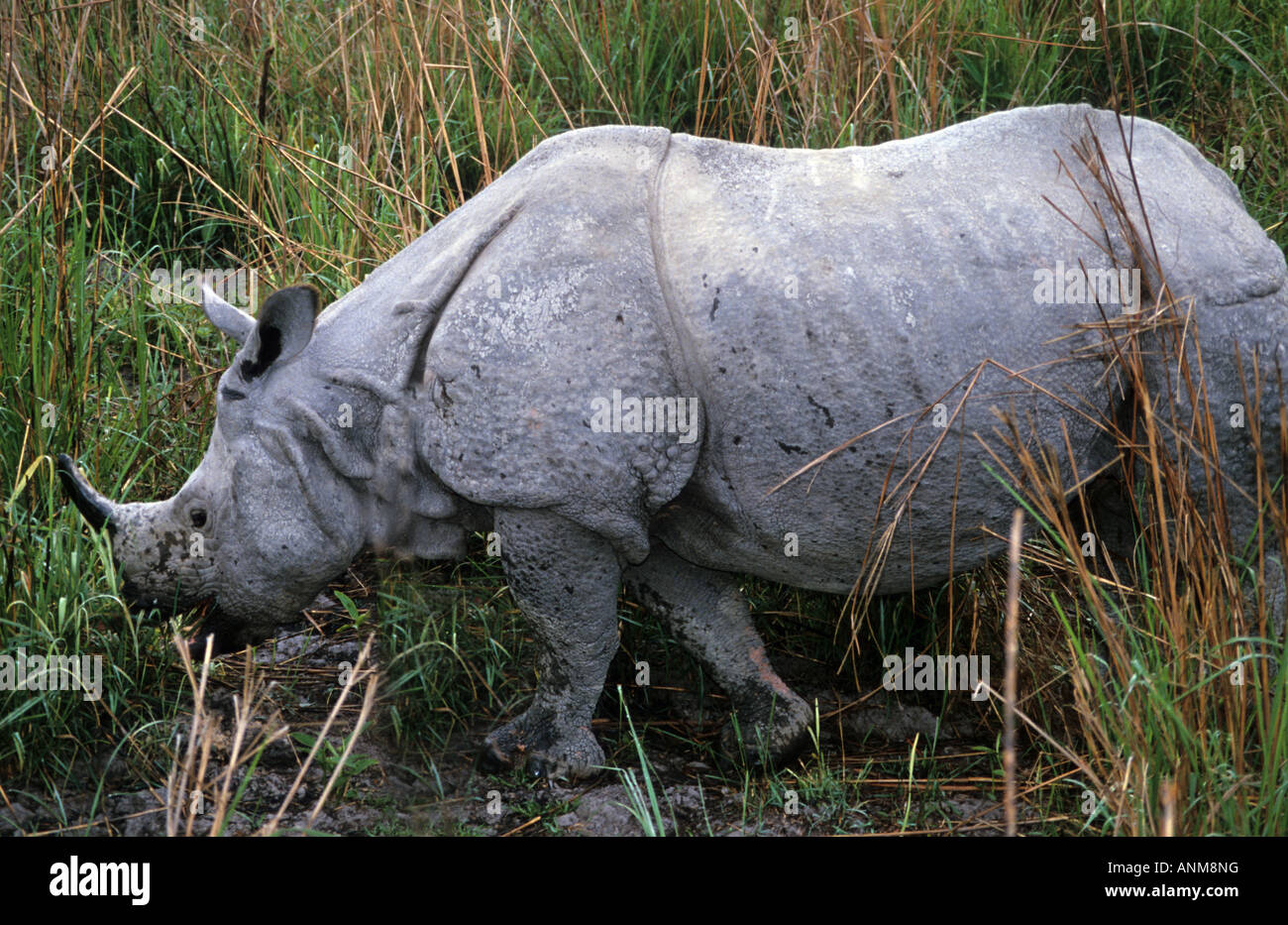 One horn Rhino in Kaziranga national park, Assam,India Stock Photo Alamy