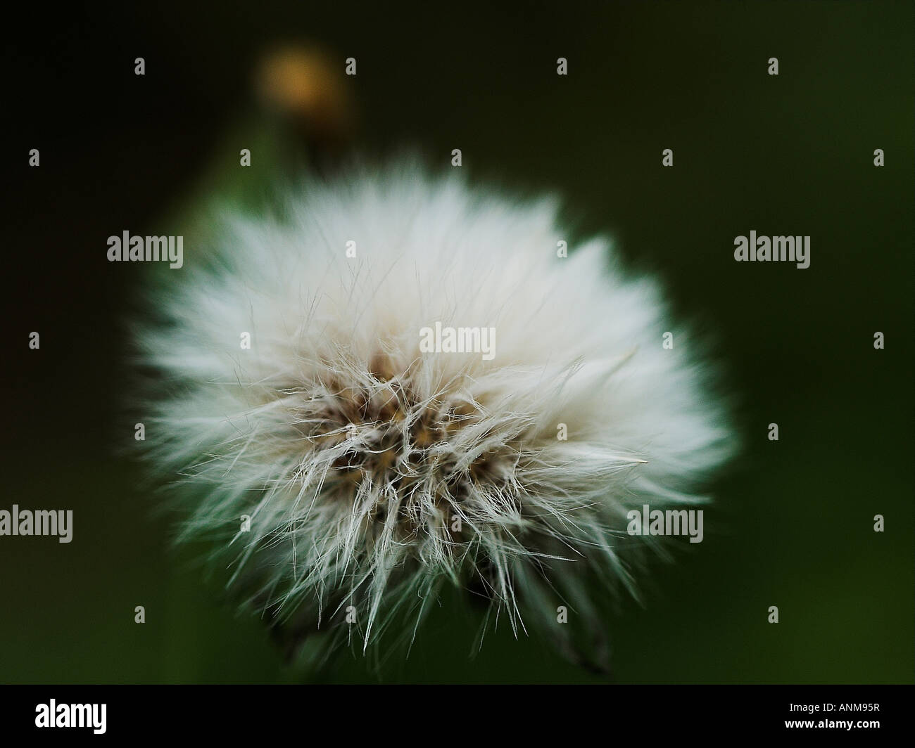 Common dandelion clock Stock Photo Alamy