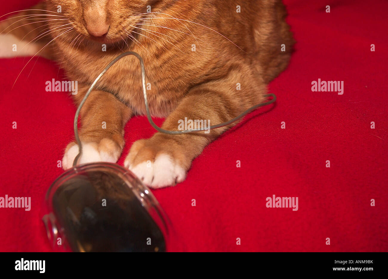 Cat watching Mouse close up Stock Photo