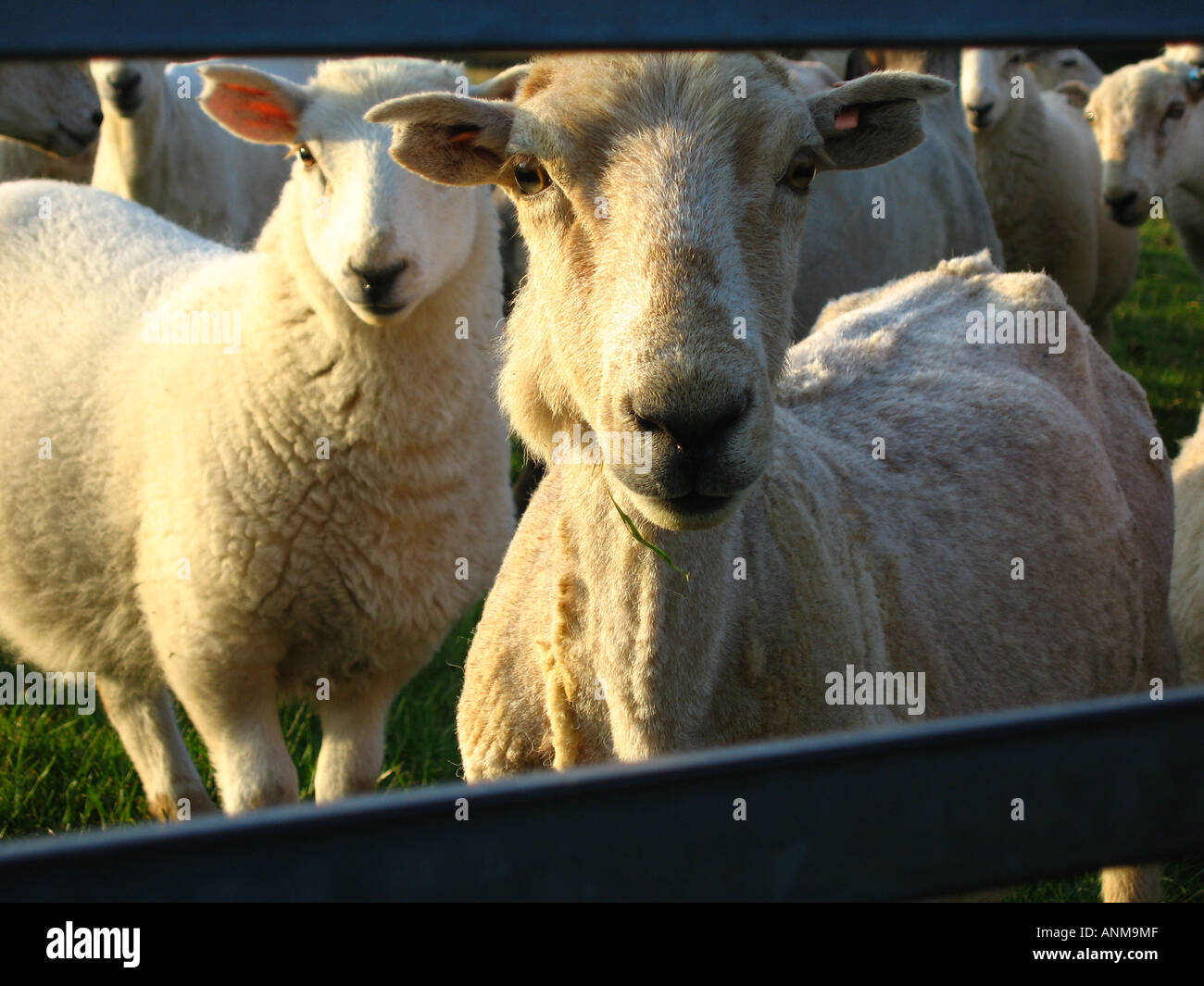 Sheep Waiting by Gate Gwaelod y Garth Cardiff Suburbs South Wales Stock Photo