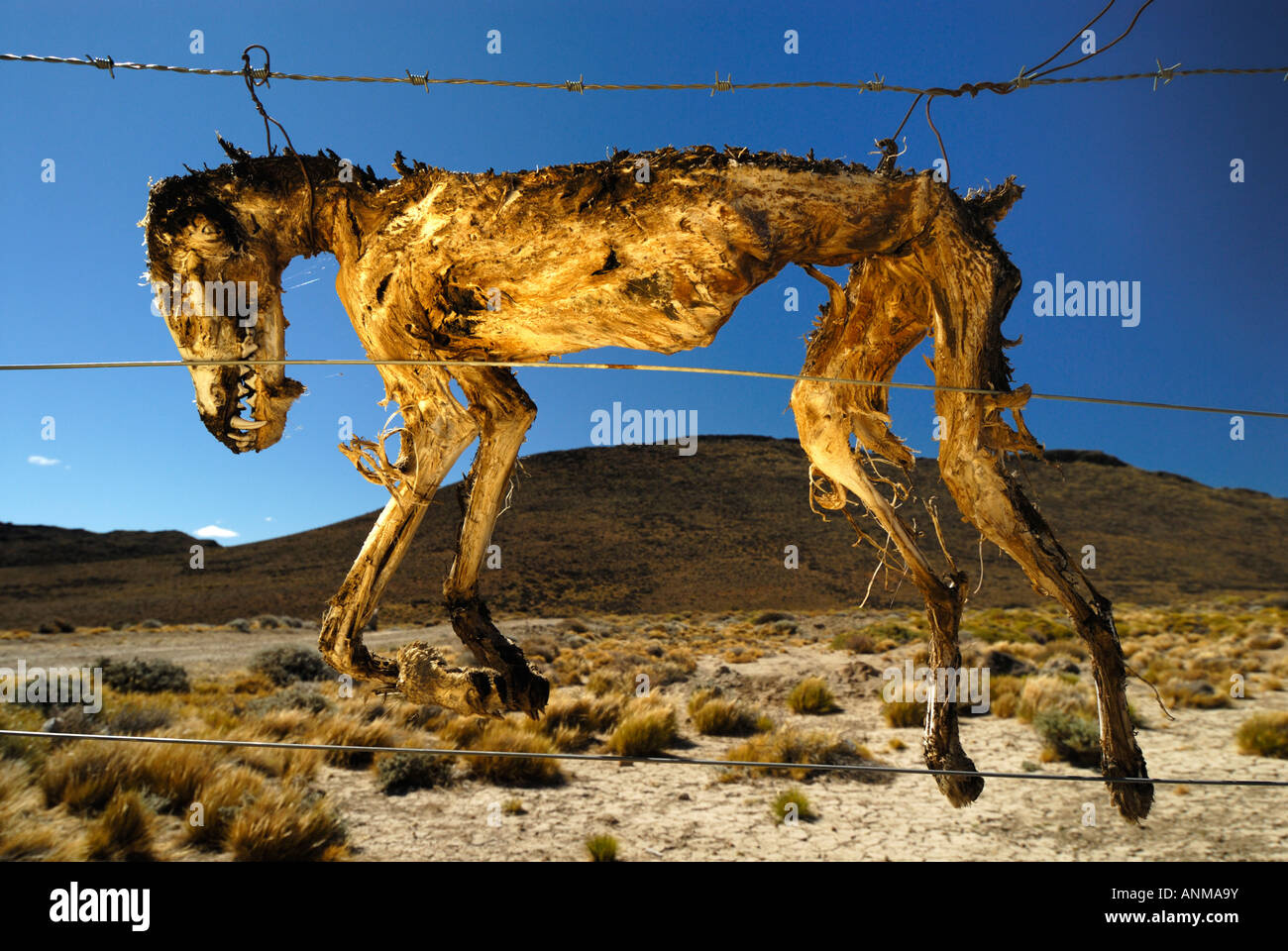 Where Can You Take Your Dead Dog