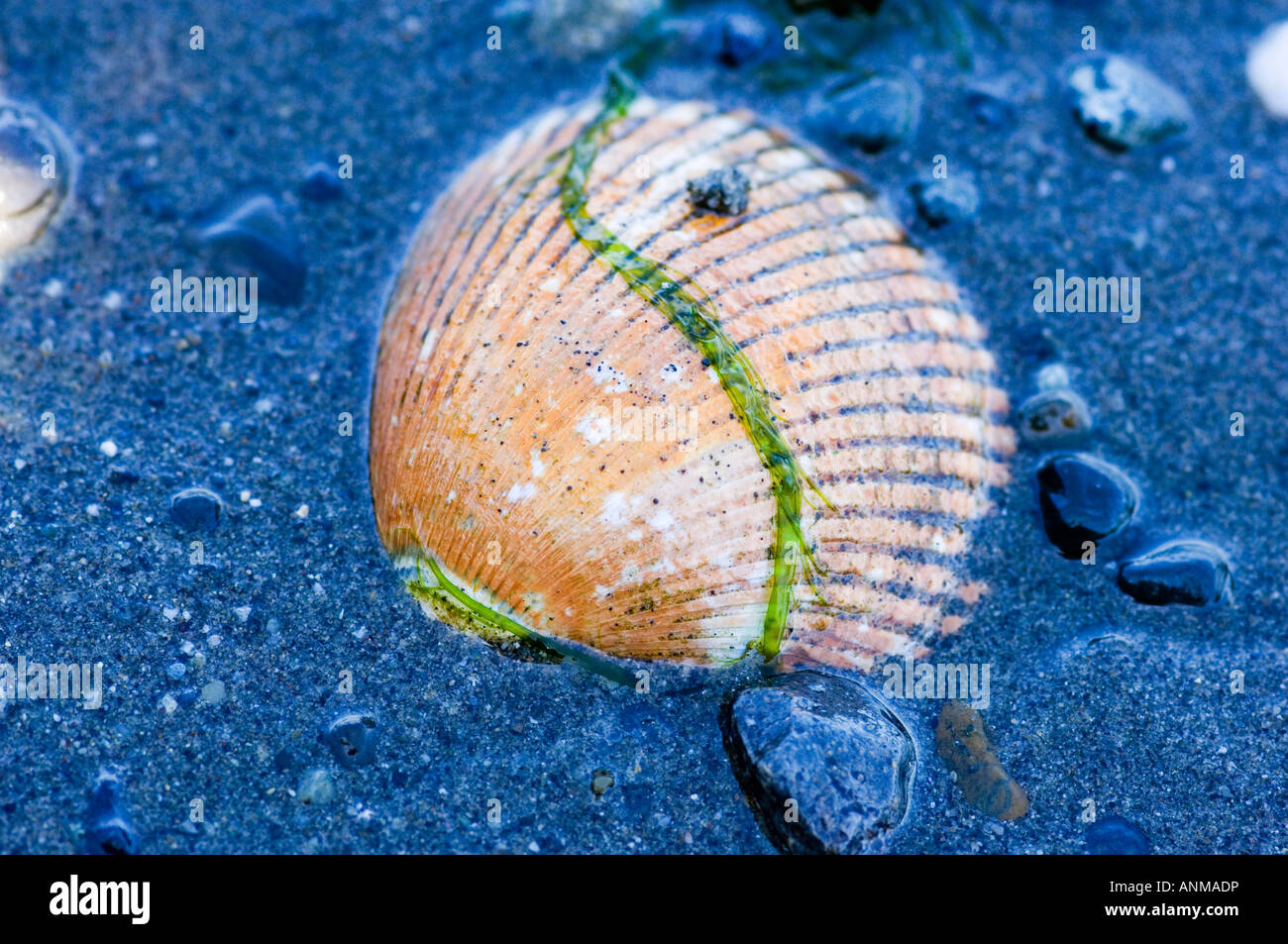 clam shell on shoreline in sand and sea water Stock Photo - Alamy