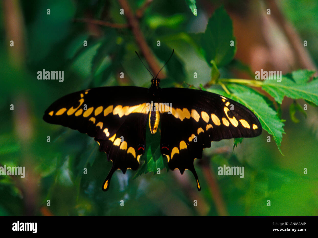 butterfly, Giant Swallowtail, Papilio cresphontes, Biological Park, Albuquerque, New Mexico, United States, North America Stock Photo