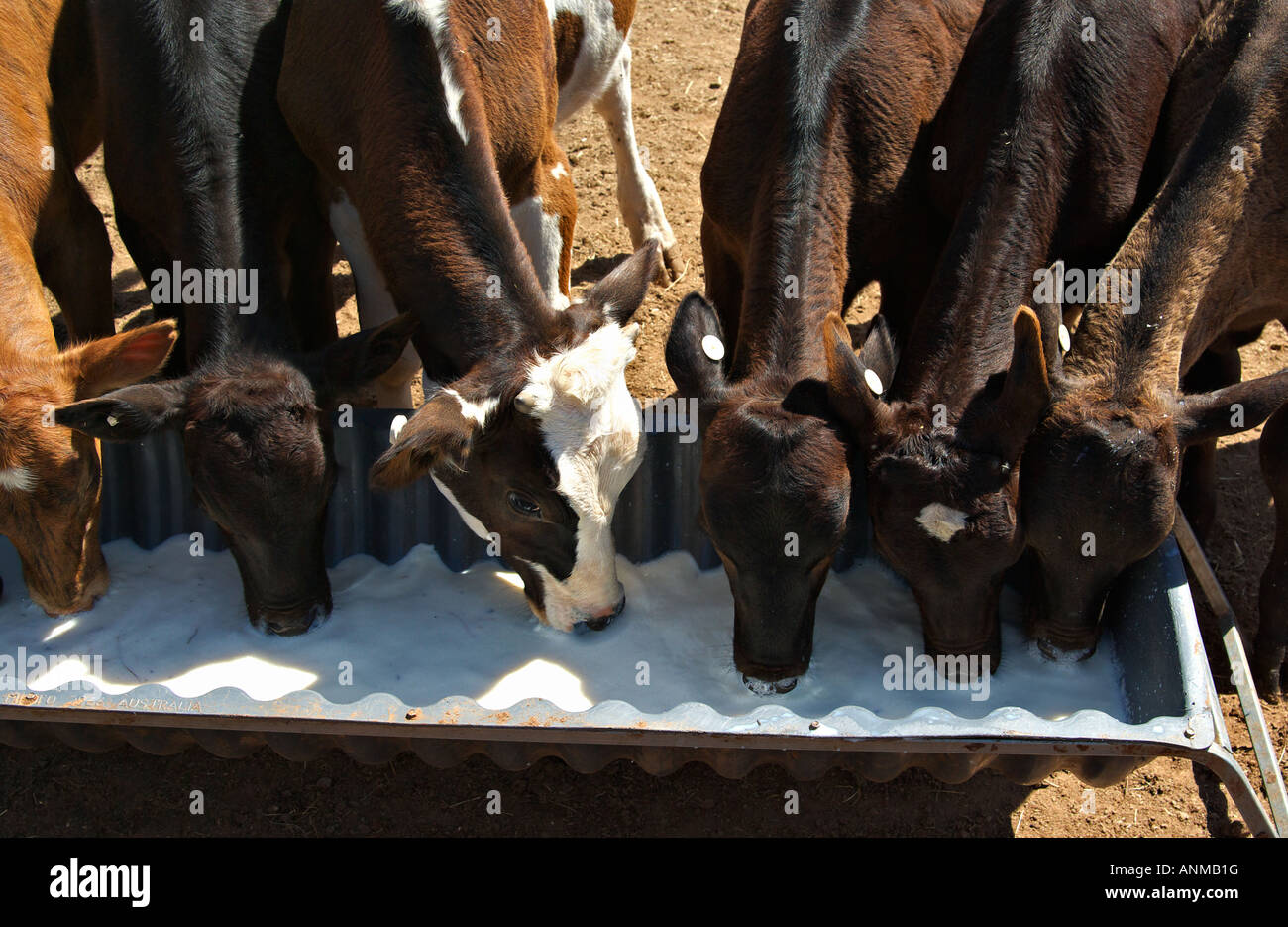 very young calves drinking milk from a trough Stock Photo